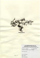 藏品(傘房龍鬚菜)的圖片